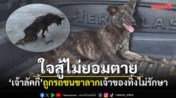 สงสารจับใจ! \'เจ้าลัคกี้\'ถูกรถชนเดินขาลาก เจ้าของทิ้งไม่รักษากลายเป็นหมาจร