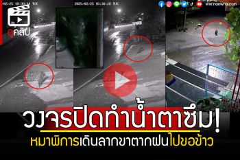 (คลิป) คลิปเรียกน้ำตา! เจ้าลัคกี้หมาสู้ชีวิตไม่ท้อ เดินลากขาตากฝนไปขอข้าวกิน