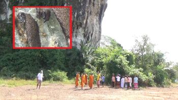 ผึ้งหลวงนับล้านบุกทำรังในวัด พระอนุรักษ์ไว้นานกว่า 20 ปี