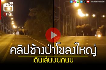 (คลิป) ช้างป่าสลักพระโขลงใหญ่ ออกนอกป่าอนุรักษ์ฯ เดินเล่นบนถนนแบบชิวๆ