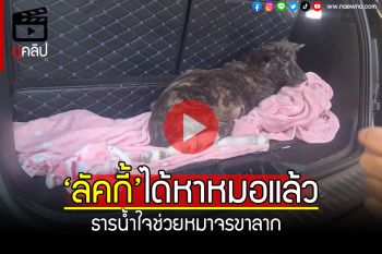 (คลิป) ธารน้ำใจหลั่งไหล! ช่วย\'เจ้าลัคกี้\'หมาจรลากขาขอข้าวกิน ตอนนี้ถึงมือหมอแล้ว