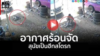 (คลิป) อากาศร้อนจัด ดูแลสัตว์เลี้ยงให้ดี \'ฮีทสโตรก\' ทำสุนัขเกือบตาย