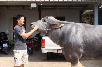 ‘น้ำ-รพีภัทร’ ควายเผือก 18 ล้าน พลิกชีวิต!! ทำฟาร์มเพาะพันธ์ุคุณภาพ