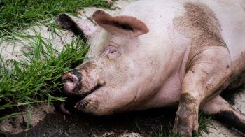 เมื่อ ASF เคาะประตูบ้านไทยทุกทิศทาง