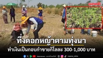 ทึ่ง\'ดอกหญ้า\'ตามทุ่งนากลายเป็นเงินเป็นกอบกำชาวบ้านเก็บขายกิโลละ 300-1,000 บาท