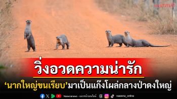 \'นากใหญ่ขนเรียบ\'โผล่กลางป่าดงใหญ่บุรีรัมย์ ยืนสองขามองซ้าย-มองขวาวิ่งข้ามถนน (คลิป)