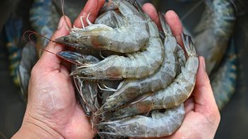 ผู้เลี้ยงกุ้งใจชื้น ภาครัฐยกระดับการแก้ปัญหากุ้งทะเล ป้องกันลักลอบนำเข้า