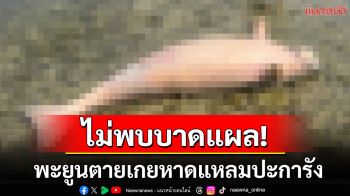 พบพะยูนตายเกยหาดแหลมปะการัง ไม่พบร่องรอยบาดแผล