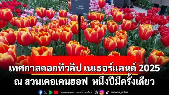 เทศกาลดอกทิวลิป เนเธอร์แลนด์ 2025 ณ สวนเคอเคนฮอฟ หนึ่งปีมีครั้งเดียว