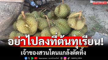 อย่าไปลงที่ต้นทุเรียน! เจ้าของสวนเดือด มือดีกลั่นแกล้ง เด็ดลูกทุเรียนทิ้ง