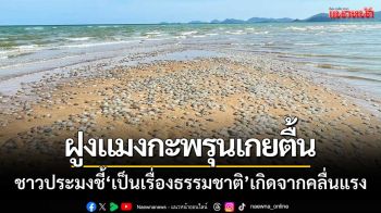 ‘ฝูงแมงกะพรุน’ เกยตื้นเต็มชายหาด-ชาวประมงชี้! ‘เป็นเรื่องธรรมชาติ’ เกิดจากคลื่นแรง