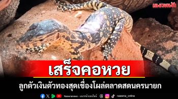 ฮือฮา!น้อง\'ลูซี่\'ลูกตัวเงินตัวทองสุดเชื่องโผล่ตลาดสดนครนายกชาวบ้านแห่ชม ถ่ายรูป ส่องเลข