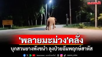 ช้างป่า\'พลายมะม่วง\'คลั่งบุกสวนยางพังขนำทั้งหลัง ลุงป่วยอัมพฤกษ์หนีไม่ทันสาหัส