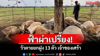 เจ้าของเศร้า! พายุฝนถล่มสุโขทัยฟ้าผ่าฝูงวัวตายเกลื่อน 13 ตัว