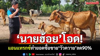 \'นายฮ้อย\'โอดครวญ! แอนแทรกซ์ระบาด ทำยอดซื้อขาย\'วัวควาย\'ลดไป 90%