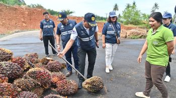 พาณิชย์ ตรวจเข้มจุดรับซื้อปาล์ม 8 จังหวัดใต้ ดันราคารับซื้อผลปาล์มเพิ่มสูงขึ้น