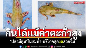 ประมงเชียงรายยัน! ปลามีตุ่มบริโภคได้แม้ค่าตะกั่วสูง ทำสุกเท่านั้น-งดลวกจิ้ม