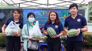 \'พาณิชย์พิจิตร\'ลงพื้นที่ช่วยเหลือเกษตรกรผู้ปลูกแตงโม เตรียมดันเข้าธงฟ้าช่วยพี่น้องเกษตรกรต่อเนื่อง