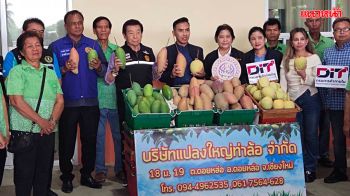 ‘พาณิชย์’ ประสานผู้ประกอบการ เข้ารับซื้อมะม่วงแฟนซี จ.เชียงใหม่-ลำพูน