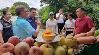 \'พาณิชย์\'ลุยต่อช่วยชาวสวน ประสานผู้ประกอบการ เข้ารับซื้อมะม่วงแฟนซี จ.ลำพูน