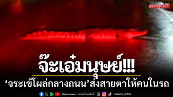 จ๊ะเอ๋มนุษย์! ‘จระเข้โผล่กลางถนน’ ส่งสายตาให้คนในรถ-จนท.เร่งตามตัว
