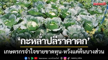 ‘กะหล่ำปลีราคาตก’ เกษตรกรหล่มสักจำใจขายขาดทุน-หวังแค่คืนบางส่วน