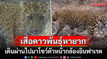 โชว์ตัวหน้ากล้อง! จีนพบเสือดาวนอร์ทไชน่า เสือดาวพันธุ์หายากในมณฑลซานซี (คลิป)