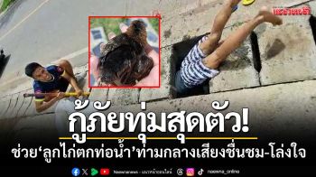 กู้ภัยทุ่มสุดตัว! ‘ช่วยลูกไก่ตกท่อน้ำ’ ท่ามกลางเสียงชื่นชม-โล่งใจชาวบ้าน
