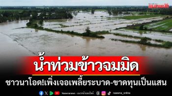 สุโขทัยระทม! ‘น้ำท่วมข้าวจมมิด’ โอดเพิ่งเจอเพลี้ยระบาด-ขาดทุนเป็นแสน