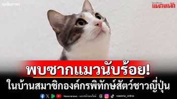 ญี่ปุ่นสยอง! พบซากแมวเกือบ 100 ตัว ในบ้านสมาชิกองค์กรพิทักษ์สัตว์
