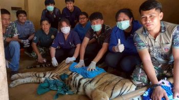 \'ต้าร์สอง\'เสือโคร่งวัย 17 ปี ป่วยมะเร็งเต้านมลามปอด! สัตวแพทย์เตรียมให้คีโม
