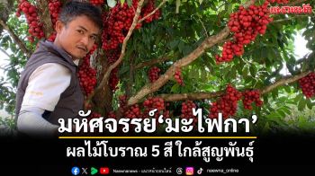 \'มะไฟกา\'ผลไม้โบราณ 5 สีหายากใกล้สูญพันธุ์ \'ชาวอำเภอห้วยยอด\' ร่วมอนุรักษ์
