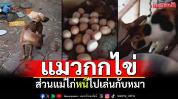 แปลกดี! แมวกกไข่ไก่ ส่วนแม่ไก่หนีไปเล่นกับหมา