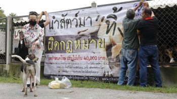 ‘เลขา TSPCA’ชี้ทำบุญต้องไม่ทารุณสัตว์ ทิ้งสัตว์เป็นต้นทางแห่งการทารุณ