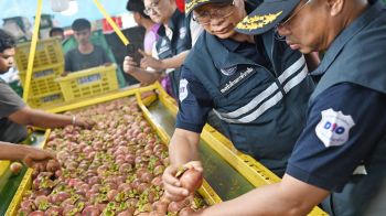 \'พาณิชย์\' ผนึก เอกชน ระดมกำลังช่วยเหลือเกษตรกรมังคุด นครศรีธรรมราช ราคาขยับต่อเนื่อง