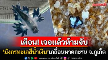 พิษร้ายถึงตาย! เตือนนทท.ห้ามจับ\'มังกรทะเลสีน้ำเงิน\' หลังพบเกลื่อนหาดจ.ภูเก็ต