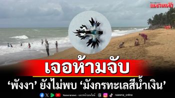 \'พังงา\'ยังไม่พบ \'มังกรทะเลสีน้ำเงิน\' เจอห้ามจับ เตือนนทท. ระวัง\'แมงกะพรุนพิษ\'