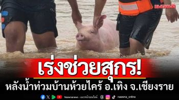 ปศุสัตว์เร่งช่วย! \'เกษตรกรเลี้ยงสุกร\' หลังน้ำท่วมบ้านห้วยไคร้ อ.เทิง จ.เชียงราย