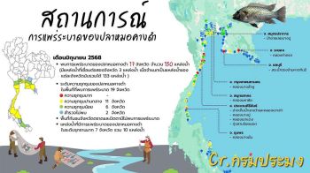 ‘ปลาหมอคางดำ’ยังขาดข้อมูลพื้นฐานสำคัญ นักวิชาการชี้ชดเชยต้องมีข้อมูลจากกรมสรรพากร