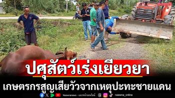 ปศุสัตว์เร่งเยียวยาเกษตรกรสูญเสียวัวจากเหตุปะทะชายแดน
