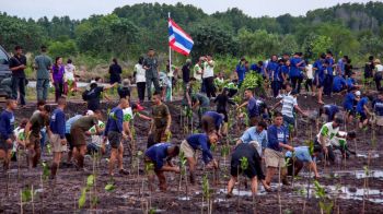 ชวนคนไทยรวมพลังฟื้นฟูป่าชายเลน พร้อมเดินหน้าโครงการ \'Thailand Mangrove Alliance\'