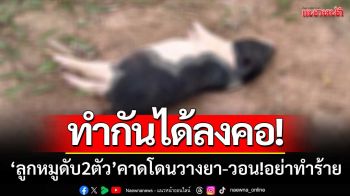 ทำได้ลงคอ! \'ลูกหมูดับ2ตัว\'คาดโดนวางยา เจ้าของวอน!อย่าทำลูกหมู-ยินดีชดใช้