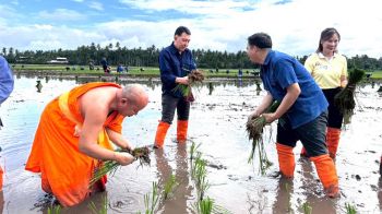 เพชรบูรณ์จัดกิจกรรม \'ถอนกล้า-ดำนา\' เฉลิมพระเกียรติ \'ในหลวง-รัชกาลที่ 10\'