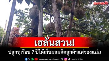 เฮลั่นสวน! ทุเรียนพะเยา 7 ปีให้ผลผลิตเต็มที่ลูกค้าแห่จองคึกคัก กก.ละ 130 บาท