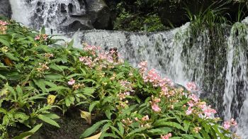 ดอกลิ้นมังกรสีชมพูบานสะพรั่ง รับหน้าฝนที่อุทยานฯ ภูหินร่องกล้า