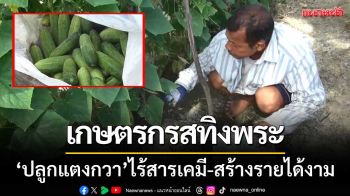 เกษตรกรสทิงพระ-โชว์เคล็ดลับ ‘ปลูกแตงกวา’ ไร้สารเคมี-สร้างรายได้หลักหมื่น