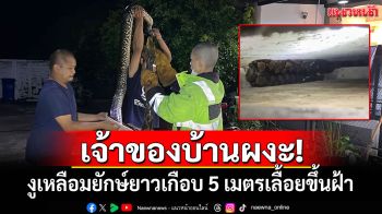 เจ้าของบ้านผงะ! งูเหลือมยักษ์ยาวเกือบ 5 เมตรเลื้อยขึ้นฝ้า