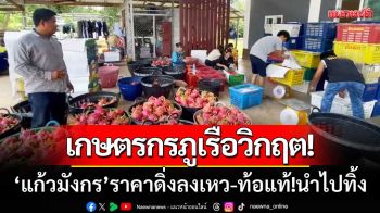 เกษตรกรภูเรือวิกฤต! ‘แก้วมังกรราคาดิ่ง’ ท้อแท้!นำไปทิ้ง-กลับไปปลูกยางพารา