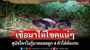 ส่องเลขทะเบียนกระบะลุ้นโชค สุนัขใครไม่รู้แอบมาคลอดลูก 4 ตัวใต้ท้องรถ