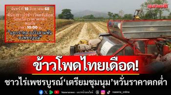 ข้าวโพดไทยเดือด! เกษตรกรเพชรบูรณ์ ‘เตรียมชุมนุมใหญ่’ หวั่นราคาตกต่ำ